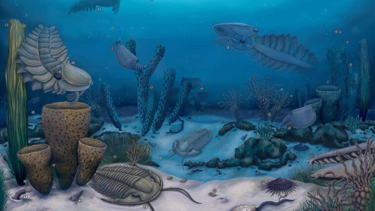 Grand Canyon Reveal Evolution