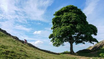 Sycamore Gap Tree