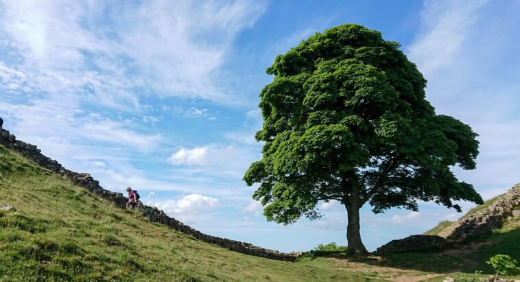 30 Remarkable Facts About the Sycamore Gap Tree: England’s Fallen Icon 1 Sycamore Gap Tree