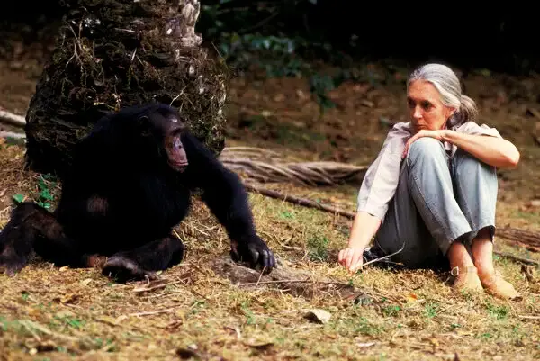 Jane Goodall Quotes