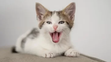 The Ultimate Guide to Creative Cat Names: Unique Ideas for Males and Females 8 Creative Cat Names