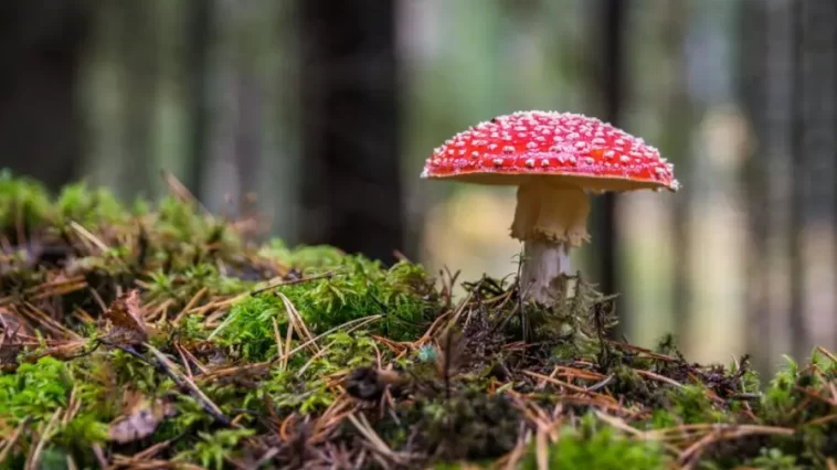 Interesting Facts About Mushrooms