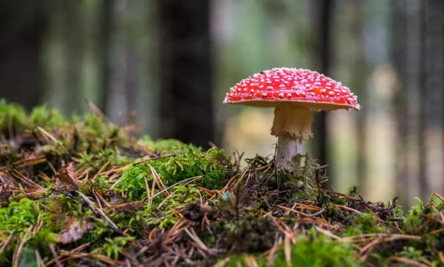 Interesting Facts About Mushrooms