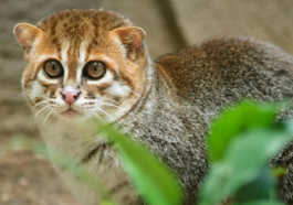 Flat-Headed Cat Rediscovered