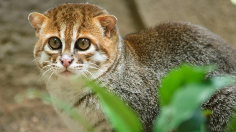 Flat-Headed Cat Rediscovered