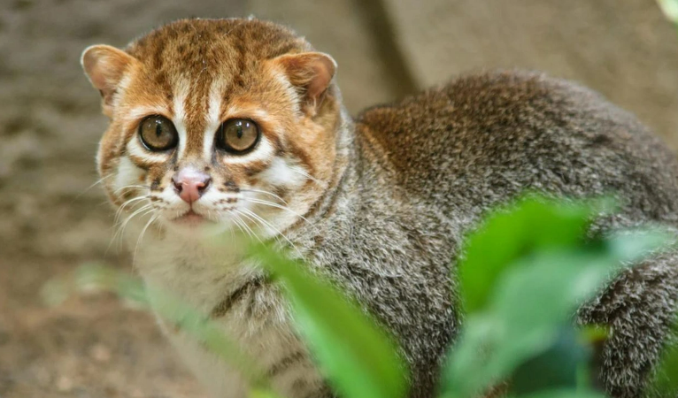 Flat-Headed Cat Rediscovered: A Miracle in the Jungles of Thailand 1 Flat-Headed Cat Rediscovered