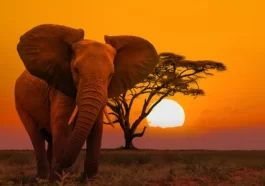 World’s Most Dangerous Animals