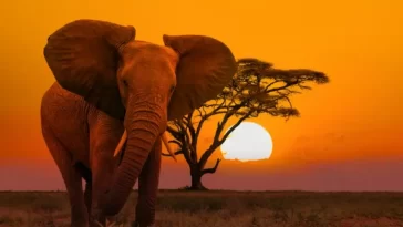 World’s Most Dangerous Animals