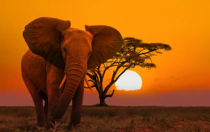 World’s Most Dangerous Animals