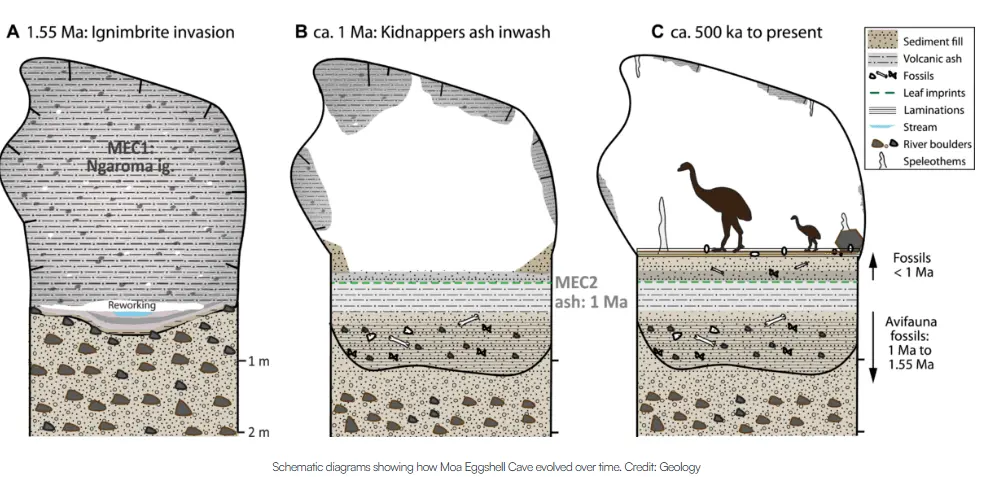 New Zealand Cave Fossils