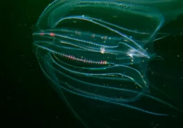 Cannibal Jellyfish Invade