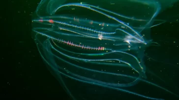 Cannibal Jellyfish Invade