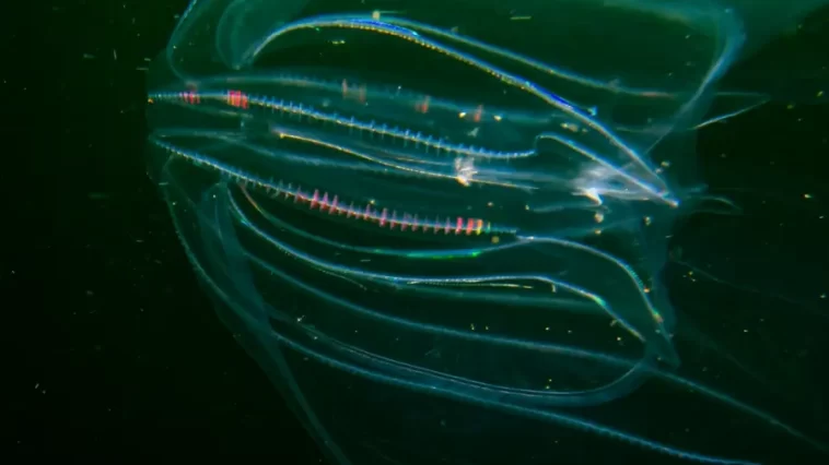 Cannibal Jellyfish Invade