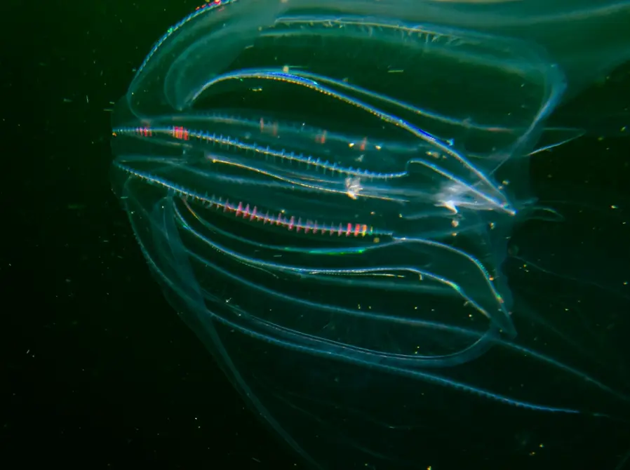 Cannibal Jellyfish Invade