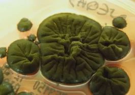 Chernobyl fungus that grows stronger in radiation