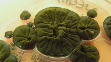 Chernobyl fungus that grows stronger in radiation