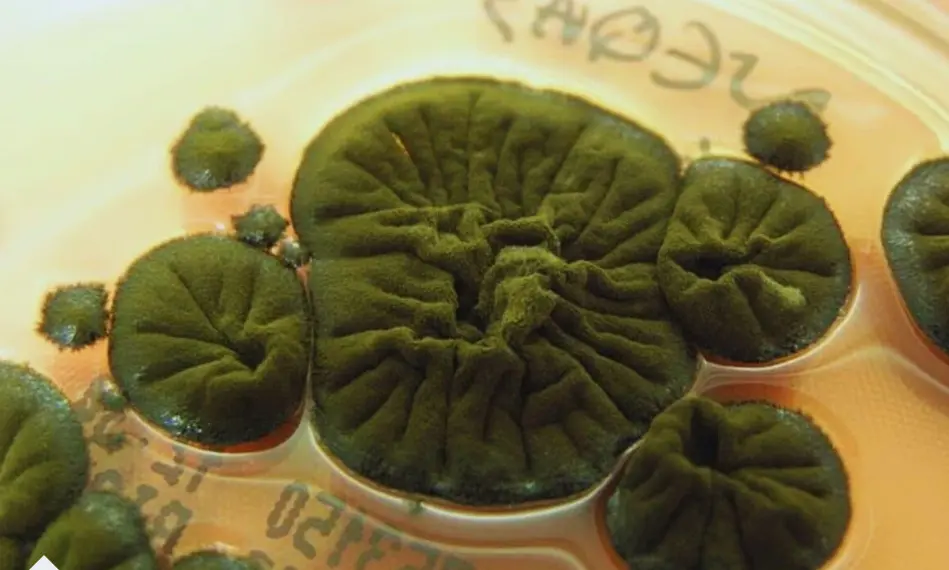 Chernobyl fungus that grows stronger in radiation