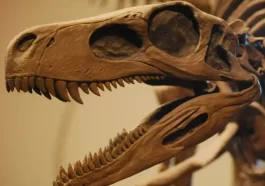 Oldest Dinosaur Fossil