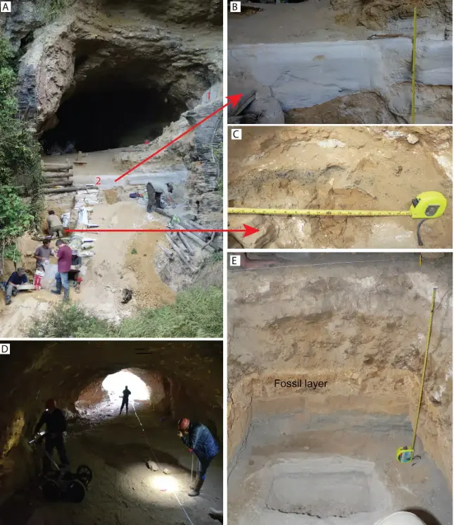 New Zealand Ancient Fossils