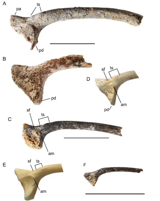 New Zealand Ancient Fossils