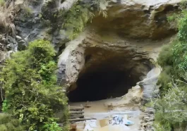 New Zealand Ancient Fossils