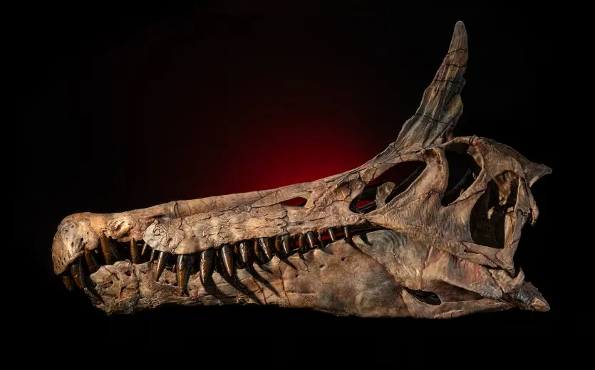 Spinosaurus mirabilis Discovery Shocks Scientists in the Sahara