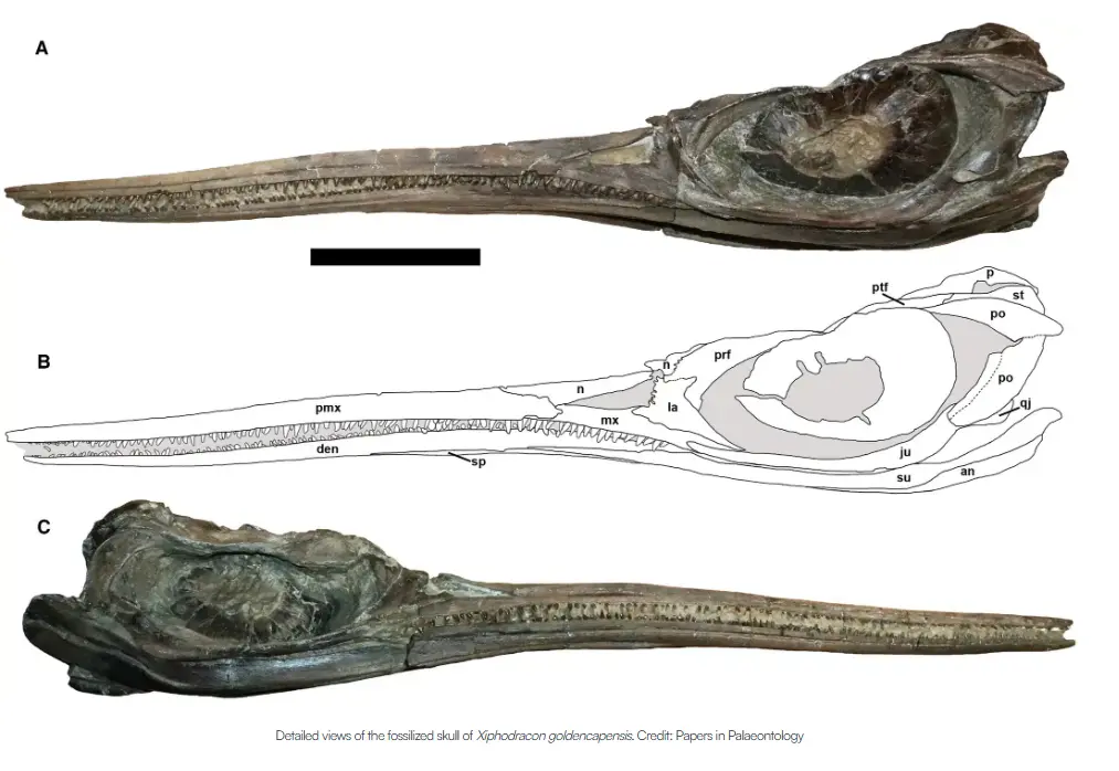 Sword Dragon Ichthyosaur Discovery Redefines Early Jurassic Seas
