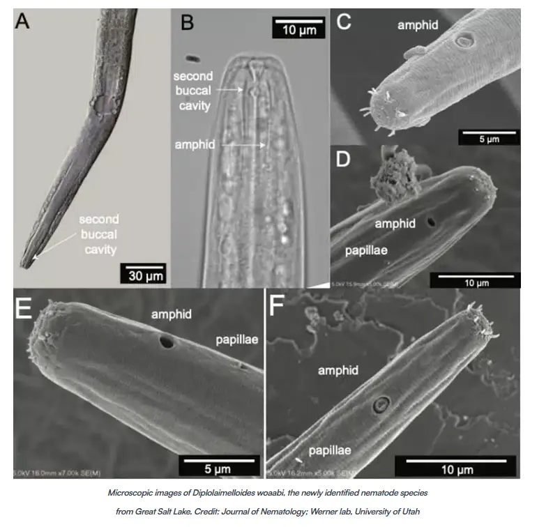 Great Salt Lake Nematodes Discovery Reveals Hidden Life Beneath the Salt