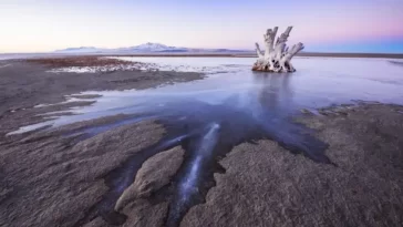 Great Salt Lake Nematodes Discovery Reveals Hidden Life Beneath the Salt