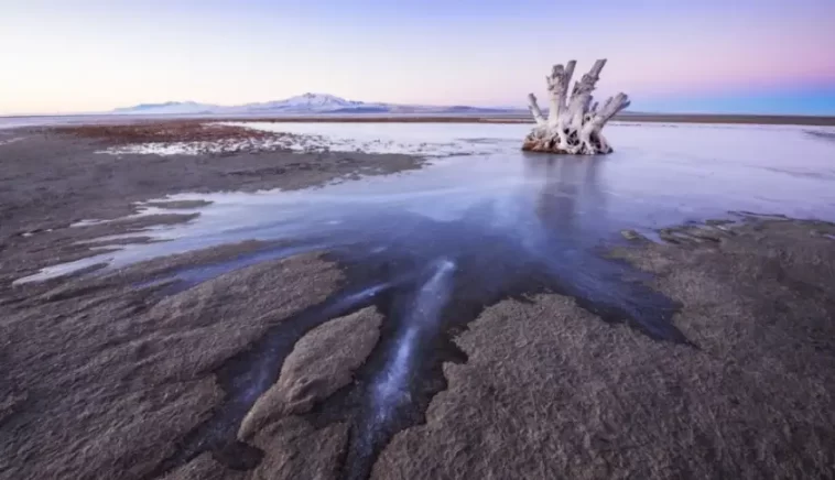 Great Salt Lake Nematodes Discovery Reveals Hidden Life Beneath the Salt