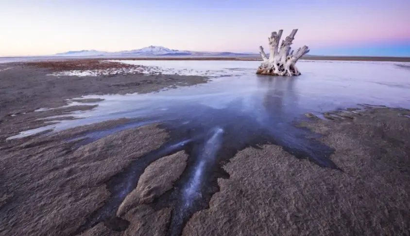 Great Salt Lake Nematodes Discovery Reveals Hidden Life Beneath the Salt