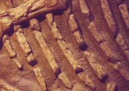 Hemoglobin Traces Found in Dinosaur Fossils