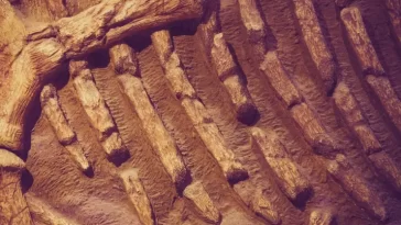 Hemoglobin Traces Found in Dinosaur Fossils