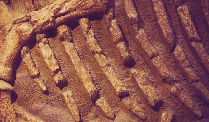 Hemoglobin Traces Found in Dinosaur Fossils