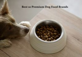 Best 10 Premium Dog Food Brands for Active Breeds in 2026