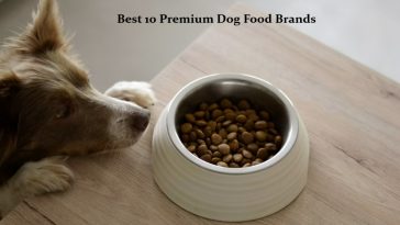 Best 10 Premium Dog Food Brands for Active Breeds in 2026